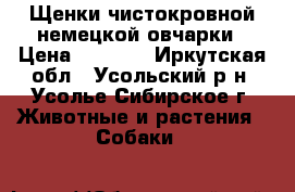 Щенки чистокровной немецкой овчарки › Цена ­ 6 000 - Иркутская обл., Усольский р-н, Усолье-Сибирское г. Животные и растения » Собаки   